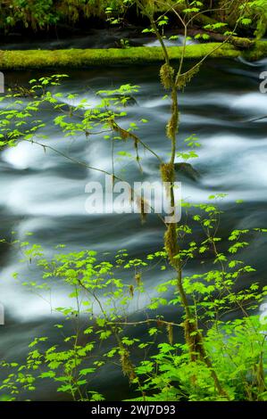 Lost Creek le long de McKenzie River National Recreation Trail, McKenzie Wild and Scenic River, McKenzie Pass-Santiam Pass National Scenic Byway, Willamett Banque D'Images