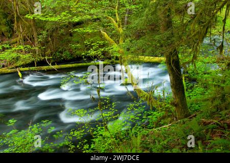 Lost Creek le long de McKenzie River National Recreation Trail, McKenzie Wild et Scenic River, Willamette National Forest, Oregon Banque D'Images