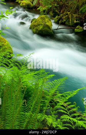 Lost Creek le long de McKenzie River National Recreation Trail, McKenzie Wild and Scenic River, McKenzie Pass-Santiam Pass National Scenic Byway, Willamett Banque D'Images