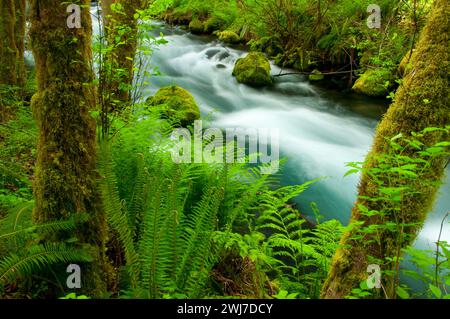 Lost Creek le long de McKenzie River National Recreation Trail, McKenzie Wild et Scenic River, Willamette National Forest, Oregon Banque D'Images