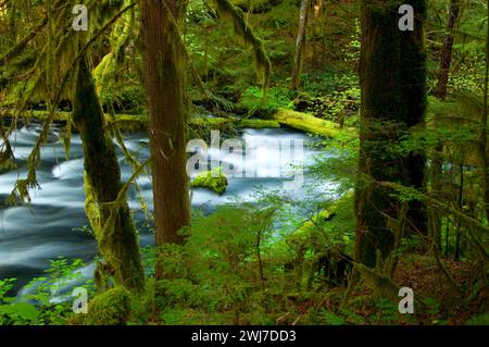 Lost Creek le long de McKenzie River National Recreation Trail, McKenzie Wild et Scenic River, Willamette National Forest, Oregon Banque D'Images