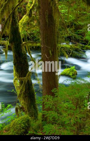 Lost Creek le long de McKenzie River National Recreation Trail, McKenzie Wild and Scenic River, McKenzie Pass-Santiam Pass National Scenic Byway, Willamett Banque D'Images