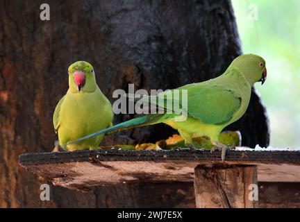 Perruche à collier, Psittacula krameri, kis sándorpapagáj, Halsbandsittich, Perruche collier, Psittacula krameri, Srí Lanka, Asie Banque D'Images