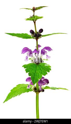 Mortuelle rouge sur un fond lumineux. Lamium purpureum, connu sous le nom d'ortie morte rouge ou violette. Isolé. Fleurs sauvages printanières. Banque D'Images