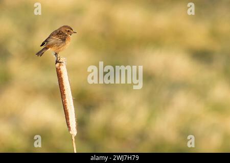 Stonechat européen (Saxicola torquata) perché sur le rousset (Typha latifolia) Norfolk janvier 2024 Banque D'Images