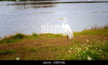 Grand oiseau d'aigrette blanche, reposant sur le côté de la voie navigable, dans un habitat naturel, en Floride Banque D'Images