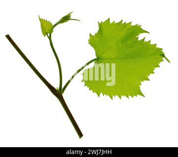 Feuilles de branche de vigne de raisin vert frais. Verdure. Branche de vigne, isolée sans ombre. Jeunes branches de vigne de raisin frais avec des feuilles. Nature estivale Banque D'Images