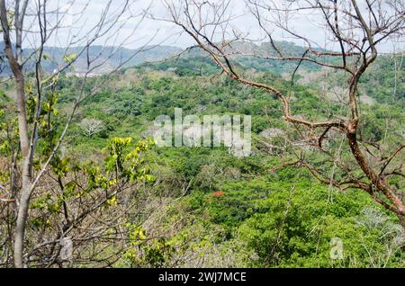 L'excrétion des feuilles dans les forêts tropicales sèches, connue sous le nom de déciduité, aide les arbres à conserver l'eau et l'énergie pendant les périodes de sécheresse. Banque D'Images