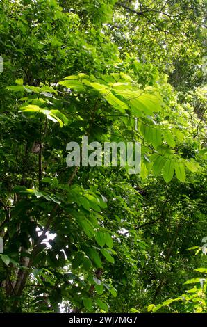 Feuilles de Castilla elastica, communément connu sous le nom d'arbre à caoutchouc de Panama ou figue en caoutchouc Banque D'Images