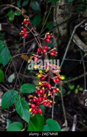 Renealmia alpinia est une espèce de plante à fleurs de la famille du gingembre, les Zingiberaceae, originaire des régions tropicales d'Amérique centrale et du Sud. Banque D'Images