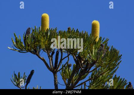 Chandelier Banksia (Banksia attenuata) avec des épis de fleurs jaunes et un ciel bleu, dans un habitat naturel, Australie occidentale Banque D'Images