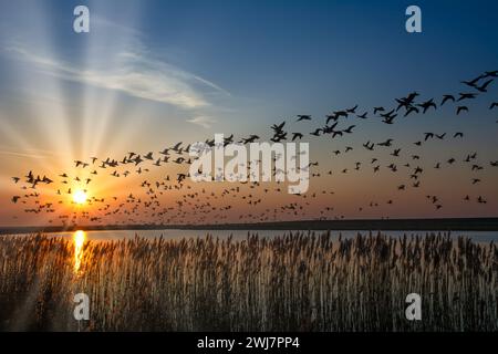 barnacle Goose resp. Branta leucopsis hibernent en mer du Nord dans le parc national de Wattenmeer, Allemagne Banque D'Images