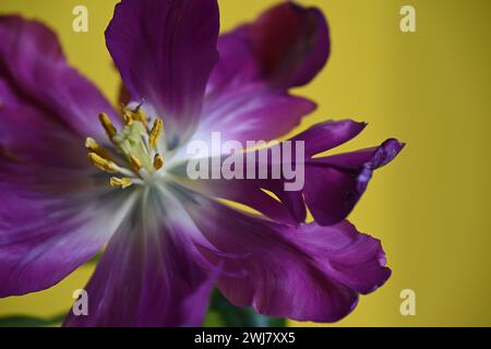 Gros plan d'une fleur solitaire capturée depuis une perspective arrière Banque D'Images