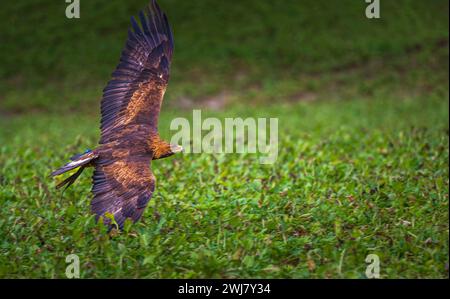 Un fauconnier Golden Eagle (Aquila chrysaetos) volant et chassant à travers un champ de betterave à sucre un matin d'hiver Banque D'Images