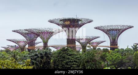 Jardins à Supertrees by the Bay, Singapour Banque D'Images