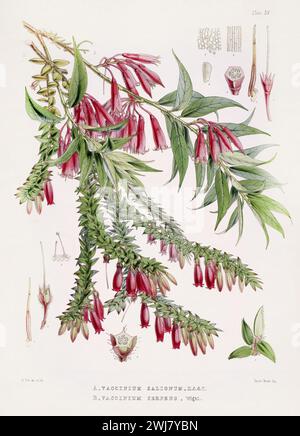 Illustration botanique vintage. Assiette de livre botanique représentant des plantes originaires de l'Himalaya publiée au XIXe siècle. Banque D'Images