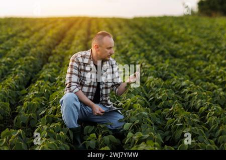 Agriculture intelligente. Agriculteur avec tablette numérique contrôle la croissance et le développement de la plante de soja dans le champ. Agronome examine et vérifie les racines du vert Banque D'Images