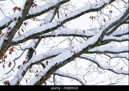 Chêne anglais (Quercus robur), branches couvertes de neige, Thuringe, Allemagne Banque D'Images