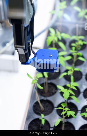 Un robot dans une serre évalue la qualité des plants de tomate à l'aide d'un capteur. Concept d'agriculture intelligente. Banque D'Images