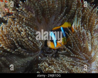 Poisson-clown d'Allard (Amphiprion allardi) dans son anémone perlée (Heteractis aurora), site de plongée Parc national de la baie de Sodwana, réserve marine de Maputaland Banque D'Images