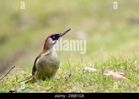 Pic vert européen (Picus viridis) se nourrissant dans une prairie, Hesse, Allemagne Banque D'Images