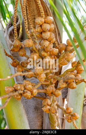 Bébé bouquet de noix de coco sur l'arbre petit fruit en croissance jeune non développé commençant à pousser Banque D'Images