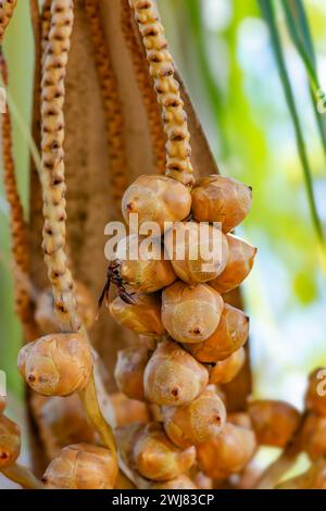 Bébé bouquet de noix de coco sur l'arbre petit fruit en croissance jeune non développé commençant à pousser Banque D'Images