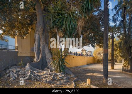 Beaucoup de grandes racines extérieures délimitées dans le grand lit d'eucalyptus dans le célèbre parc de jardin Malecon dans la capitale de la région de Murcie, Espagne, Europe. Banque D'Images