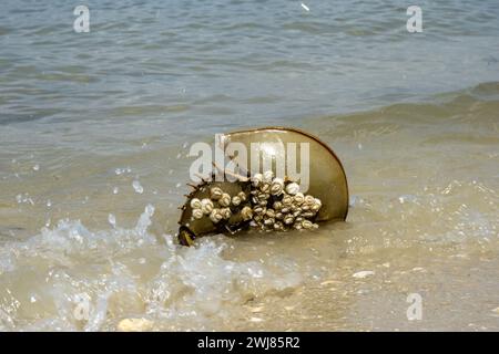 Crabe en fer à cheval couvert de bernacles capturés basculés sur son flanc par une vague dans le surf de l'océan. Banque D'Images