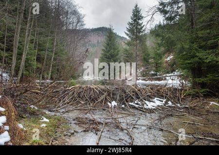 Grand barrage de castors sur une rivière de montagne. Barrage de rivière en fibres de ricin. Baraj de Castor. Journée internationale des zones humides. Journée internationale de l'eau. Banque D'Images