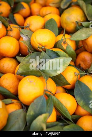 Mandarines fraîchement cueillies, cultivées de manière biologique Banque D'Images