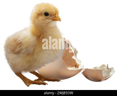 Poulet Buff Orpington isolé avec un oeuf de poulet fraîchement ouvert derrière. Banque D'Images