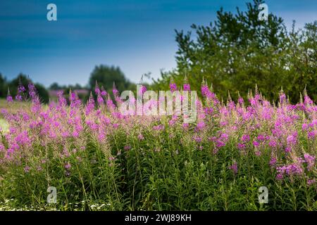 Rose sauvage Fireweed ou Great Willowherb ou Chamaenerion angustifolium fleurissent dans la clairière de la forêt. Utilisé pour infuser une boisson au thé ou du thé Koporye Banque D'Images