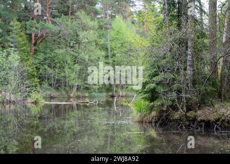 Épicéas sur la rive du lac. Paysage de la vieille forêt au bord du lac. Lac dans la forêt. Mise au point sélective. Banque D'Images