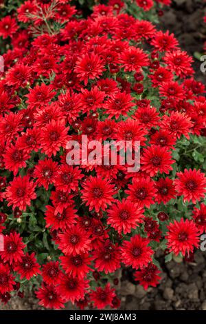 Bush de chrysanthèmes marron rouge dans le jardin ou le magasin. Vue de dessus, gros plan. Banque D'Images