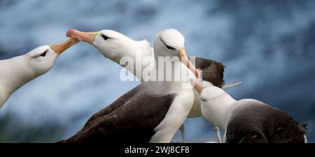 Albatros à sourcils noirs engagés dans un comportement de cour pendant la saison d'accouplement à Falklands.Malvinas Banque D'Images