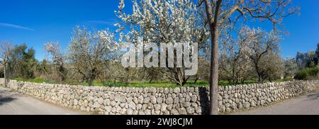 Vue panoramique d'une Almond Grove fleurie le long d'une pierre rustique Banque D'Images