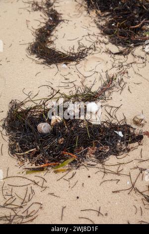 Les débris de tempête ont été emportés sur le rivage par un ouragan, endommageant également les nids de tortues. Banque D'Images