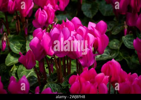Plante à fleurs Cyclamen perse rose (Cyclamen persicum) Banque D'Images