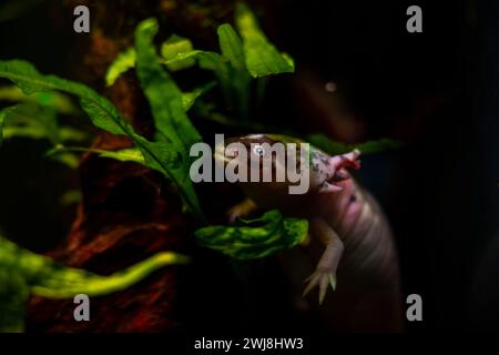 Salamandre axolotl creuser dans le fond de sable au verre avant, amphibien domestiqué d'eau douce drôle, endémique de la vallée du Mexique, espèce tendre d'eau froide Banque D'Images