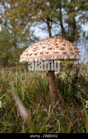 les champignons parapluies ou macrolepiota procurent Banque D'Images