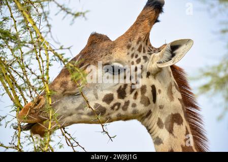 manger girafe, coup de tête Banque D'Images