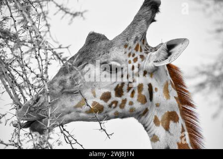 photo de tête de girafe mangeant arbre épineux en noir et blanc Banque D'Images