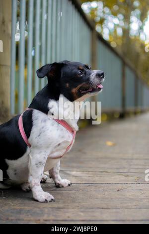 Chien souriant, chien mignon, chiot adorable Banque D'Images