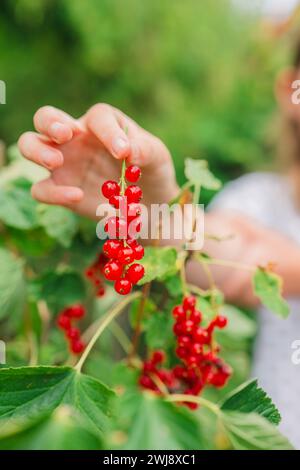 Récolte estivale de groseille.cueillette de baies rouges dans le jardin d'été. récoltez le bouquet dans une main d'enfant. Banque D'Images