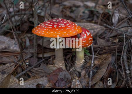 Une paire de champignons blancs tachetés, Amanita muscaria, également reconnue comme la mouche agarique ou mouche amanita, Banque D'Images