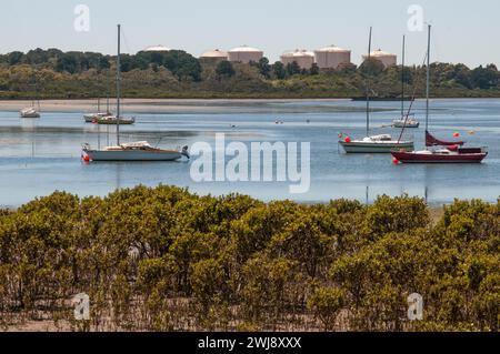 Marée de mangrove à Hastings, Mornington Peninsula, Victoria, Australie Banque D'Images