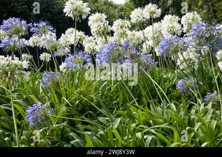 Agapanthus fleurissant dans un jardin public, Brighton, Melbourne, Australie Banque D'Images