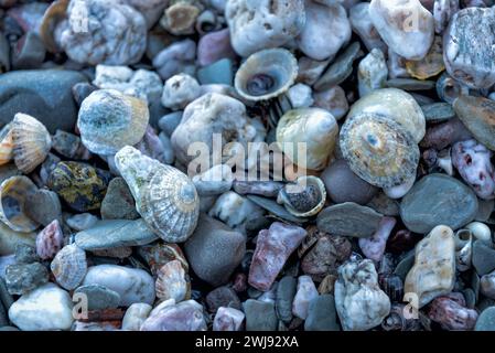 Coquillages colorés et galets sur la plage Banque D'Images