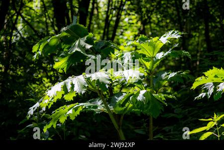 Plante de l'herbe à hogweed de Sosnowsky (Heracleum sonowskyi) dans la forêt, Russie Banque D'Images